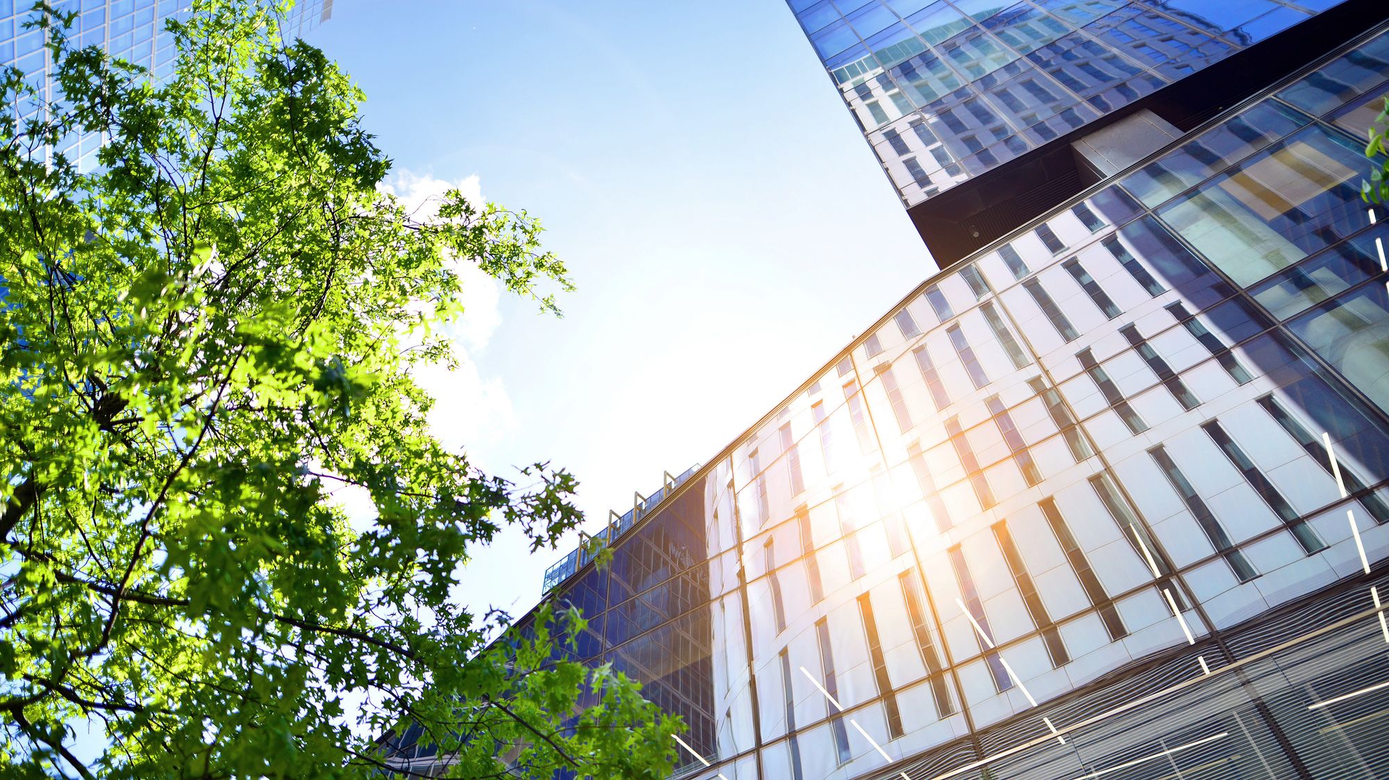 Trees in front of a sunlit glass office building