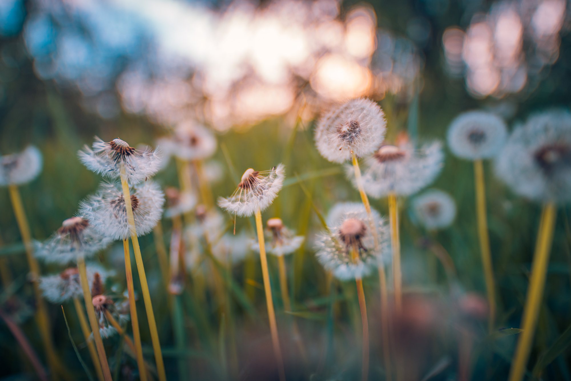 Dandelion seed heads in a sunlit green meadow